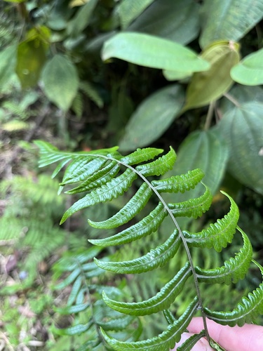 Amauropelta pteroidea (Amauropelta pteroidea)