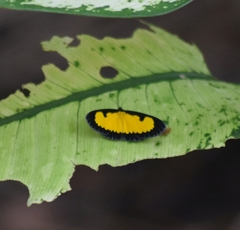 Xanthyris flaveolata