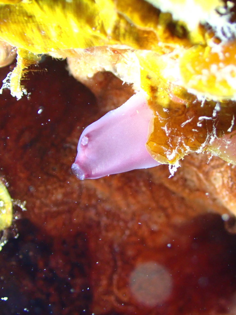 Ecteinascidia rubricollis