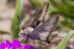 Euproserpinus phaeton