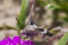 Euproserpinus phaeton