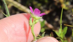 Calandrinia menziesii