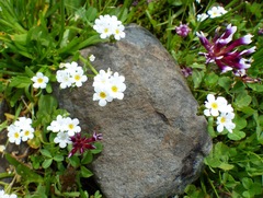 Trifolium variegatum major