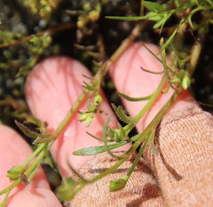 Calandrinia menziesii