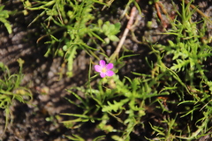 Calandrinia menziesii