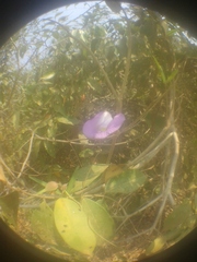 Centrosema virginianum