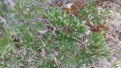 Comarostaphylis polifolia