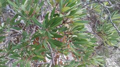 Comarostaphylis polifolia