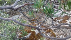 Comarostaphylis polifolia