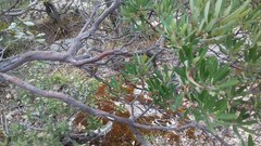 Comarostaphylis polifolia