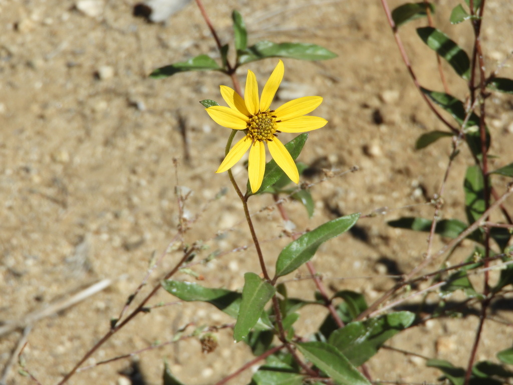 sunflowers from Los Angeles County, CA, USA on October 14, 2023 at 12