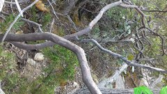 Comarostaphylis polifolia