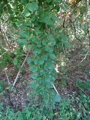 Stegnosperma cubense