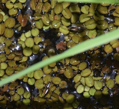 Paulinia acuminata