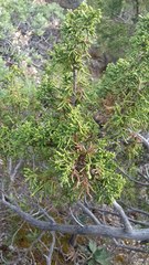 Juniperus durangensis