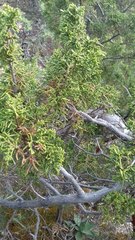 Juniperus durangensis