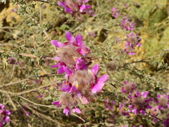 Dalea pulchra