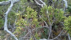 Juniperus durangensis