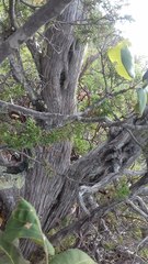 Juniperus durangensis