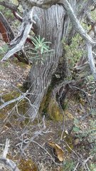 Juniperus durangensis