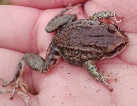 Pristimantis curtipes from Distrito Metropolitano de Quito, Ecuador on