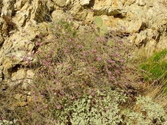 Dalea pulchra
