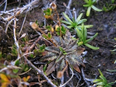 Plantago triandra
