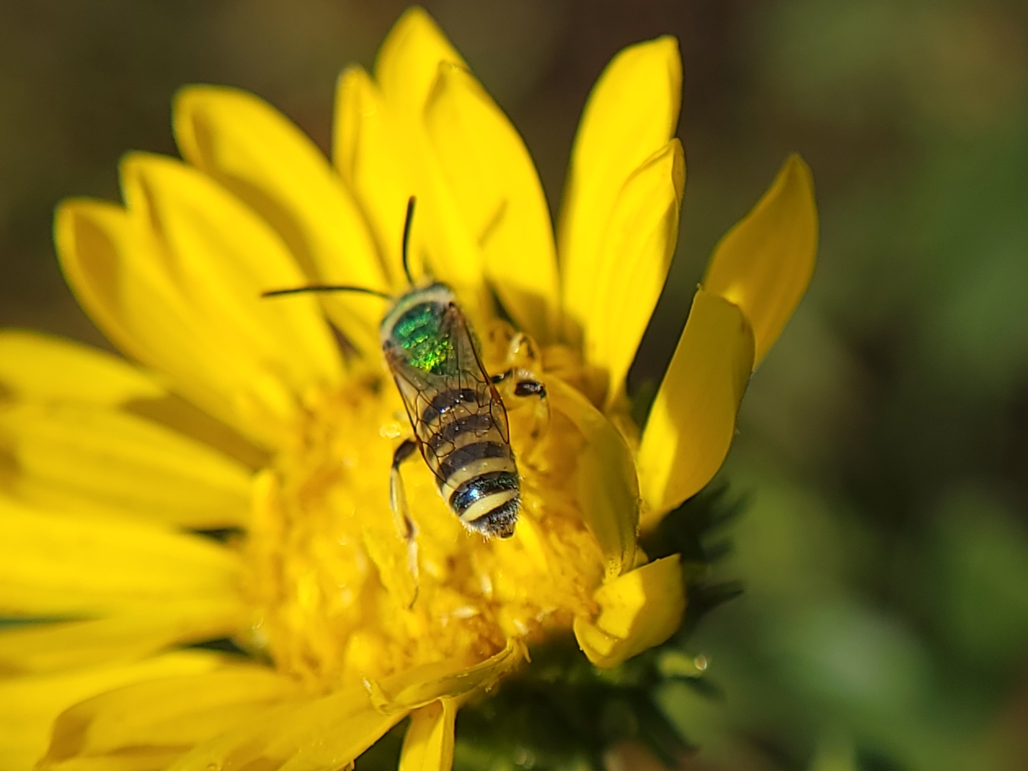 top view of a texas striped sweat bee on a yellow flower
