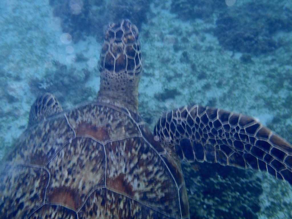 Green Sea Turtle In October 2023 By Sp1 Der INaturalist   Large 