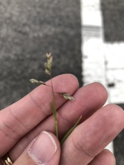 Poa annua