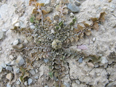 Sonchus novae-zelandiae