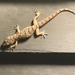 Spotted House Gecko - Photo (c) jannawis, some rights reserved (CC BY-NC)
