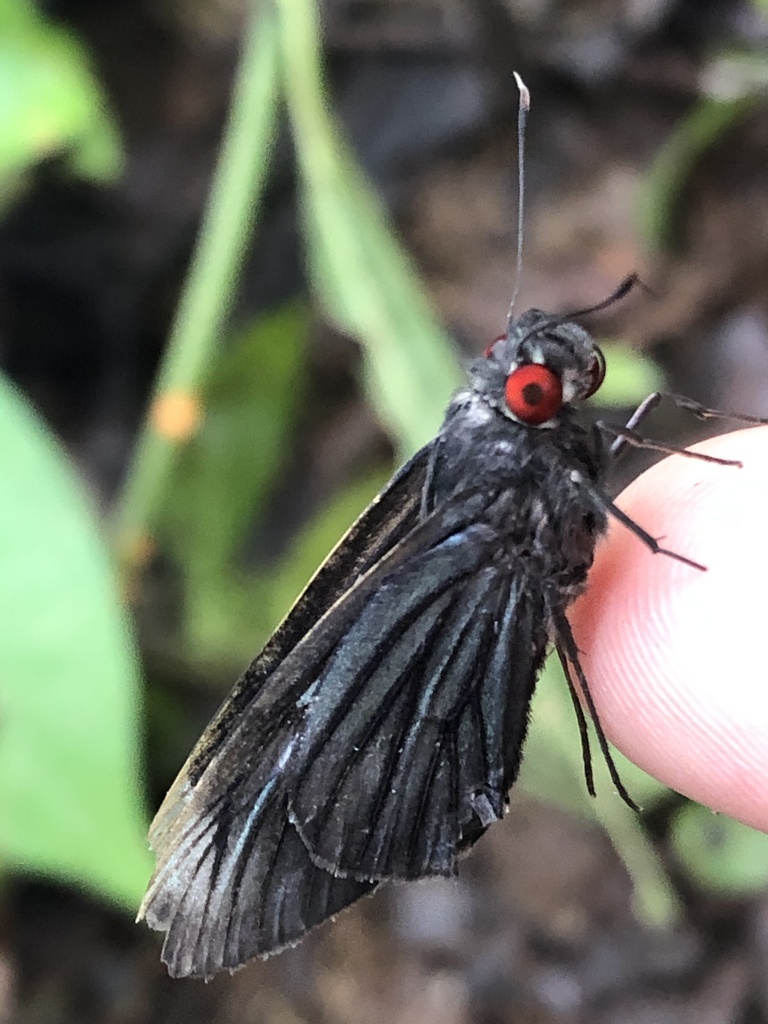 Carystus ploetzi