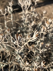 Tetradymia stenolepis