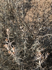 Tetradymia stenolepis