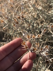 Tetradymia stenolepis