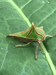 Umbonia