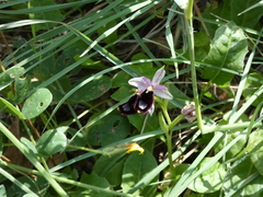 Ophrys bertolonii bertolonii