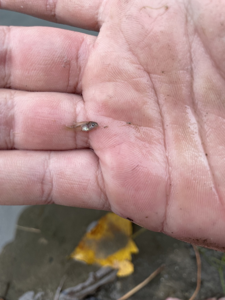 Bluegill from Plains Rd, Leslie, MI, US on October 12, 2023 at 0457 PM