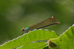 Calopteryx amata