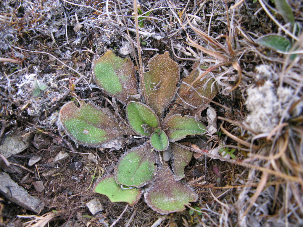 Plantago spathulata