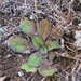 Plantago spathulata - Photo 由 Melissa Hutchison 所上傳的 (c) Melissa Hutchison，保留部份權利CC BY-NC-ND