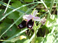 Ophrys bertolonii bertolonii
