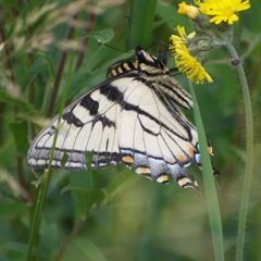 Papilio appalachiensis