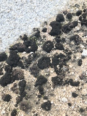 Enchylium coccophorum