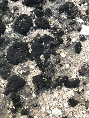 Enchylium coccophorum