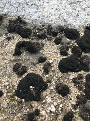 Enchylium coccophorum