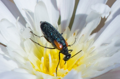 Eupompha elegans