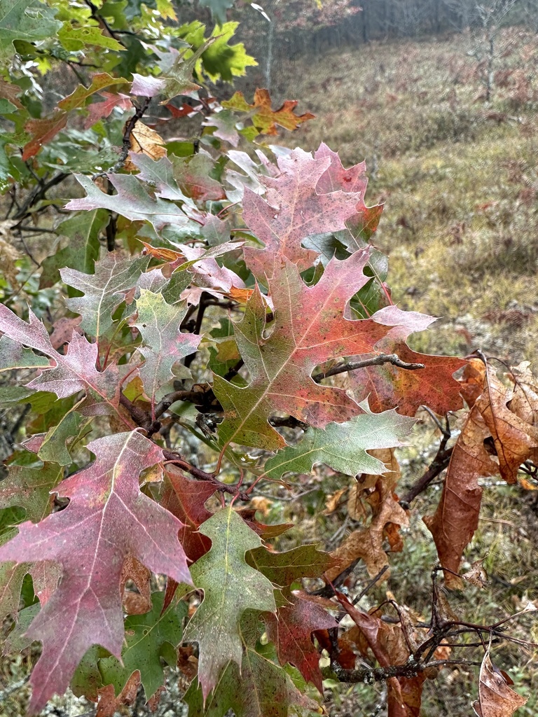 Northern Pin Oak Tree