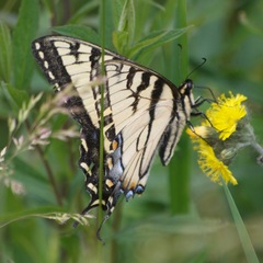 Papilio appalachiensis